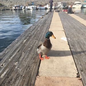 Meet your Posher, Binky